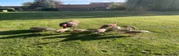 Turkeys poultry for sale: Bourbon Red Turkey poults for sale  in Scarborough - Advert 2