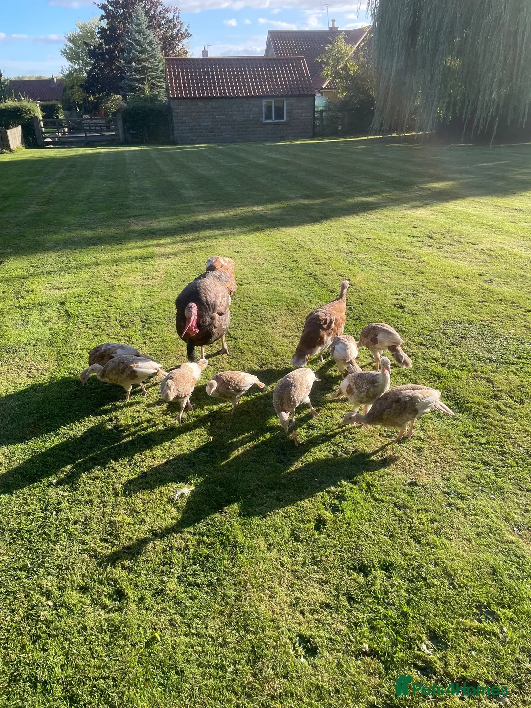 Turkeys poultry for sale: Bourbon Red Turkey poults for sale  in Scarborough - Advert 2