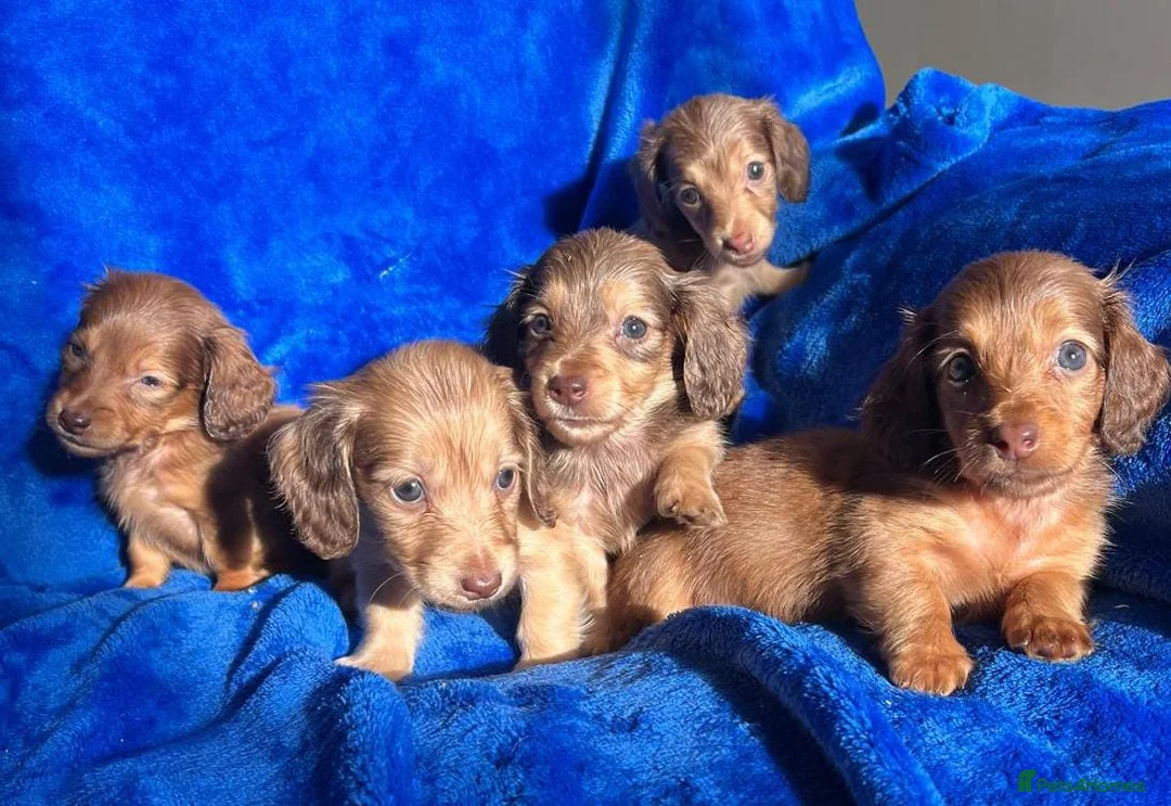Dachshund dogs for sale: SHADED CREAM EXTRA MINI DAXIS PRA KC REG  - Advert 5