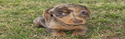 Miniature Dachshund dogs for sale: adorable miniature dachshund puppies  in Sutton Coldfield - Advert 2