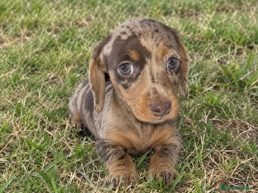 Miniature Dachshund dogs for sale: adorable miniature dachshund puppies  in Sutton Coldfield - Advert 2