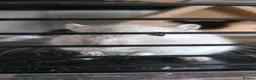 Gerbil rodents for sale: Gerbils - Advert 6