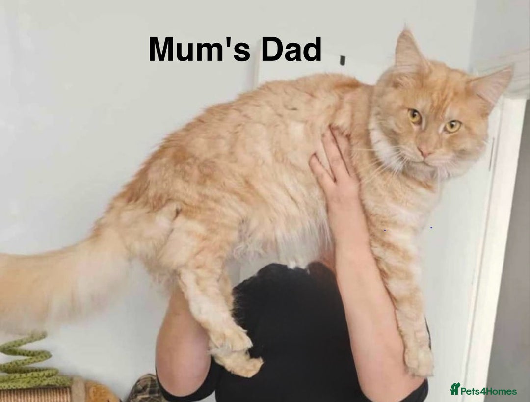 Maine Coon cats for sale: Purebred Blue Maincoon Kittens  - Image 12
