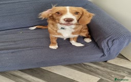 Mixed Breed dogs for sale: 4 month old female cocker spaniel X, new home - Image 1