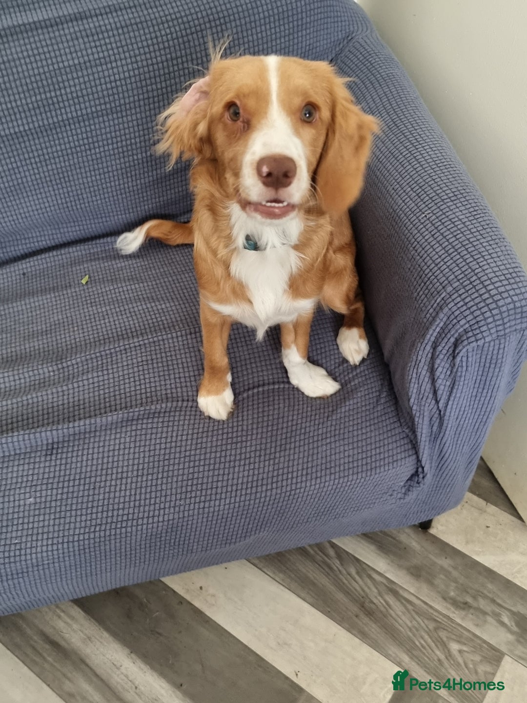 Mixed Breed dogs for sale: 4 month old female cocker spaniel X, new home - Image 1