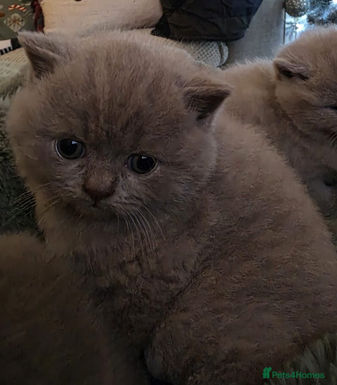 British Shorthair cats for sale: Pedigree British Shorthair Kittens- Lilac & Bluess - Advert 4