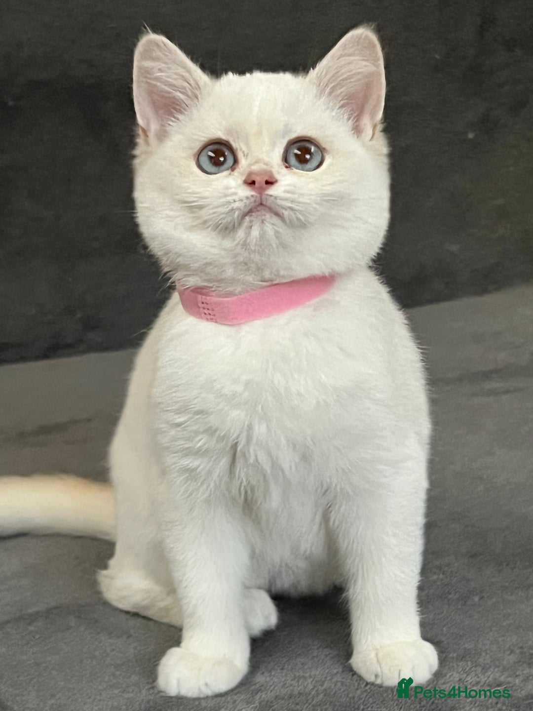 British Shorthair cats for sale: Stunning British shorthair NY 12 kittens - Image 7