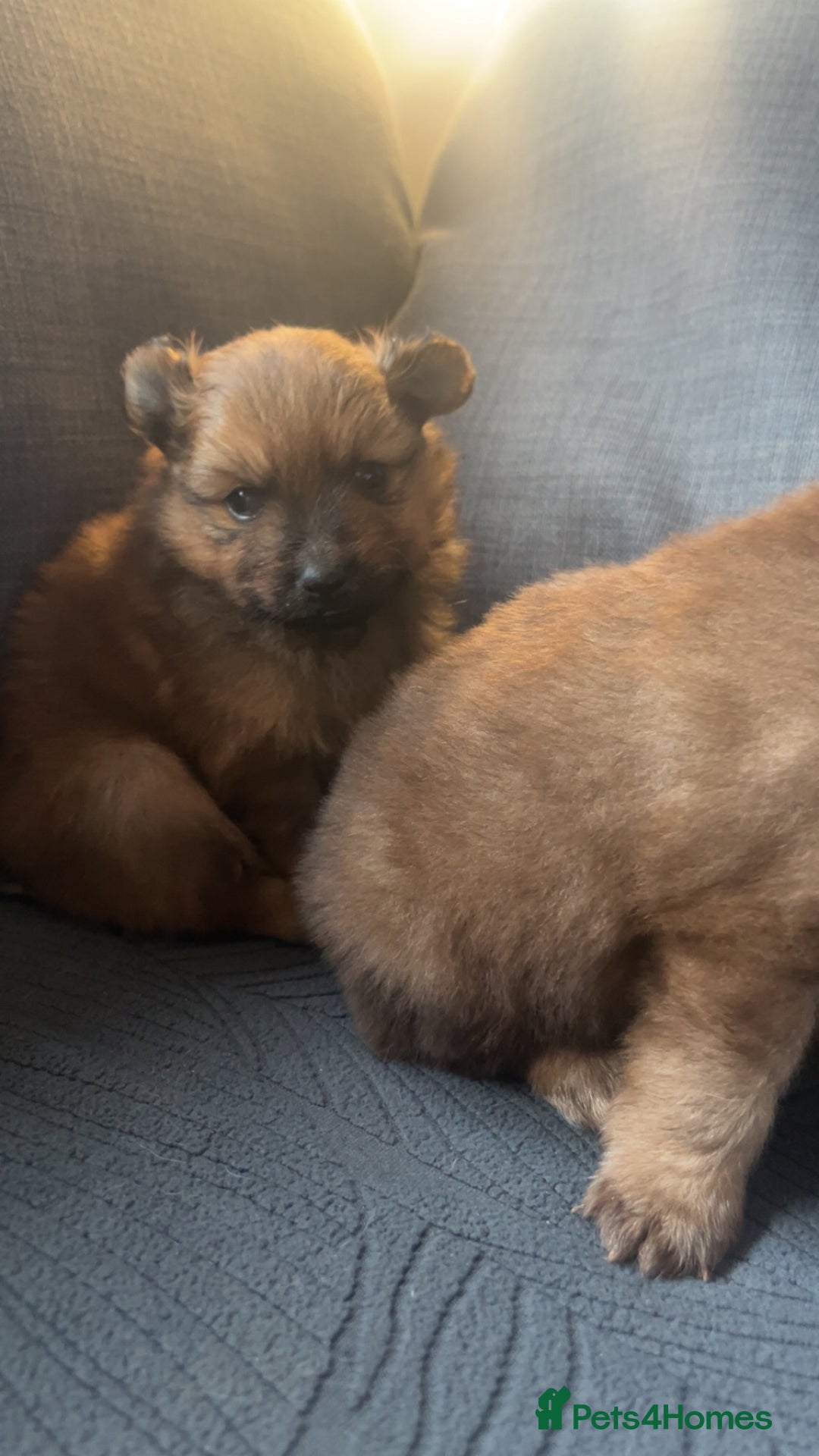 Pomchi dogs for sale: Pomeranian x pomchi puppys - Advert 6