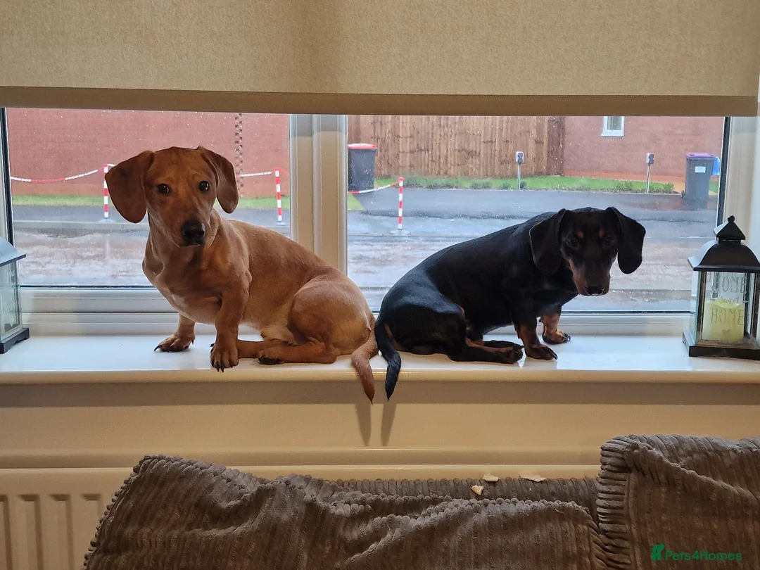 Dachshund dogs for sale: 3 year old dachshund  in Luton - Advert 2