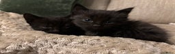 British Shorthair cats for sale: 4 kittens for sales  - Advert 7