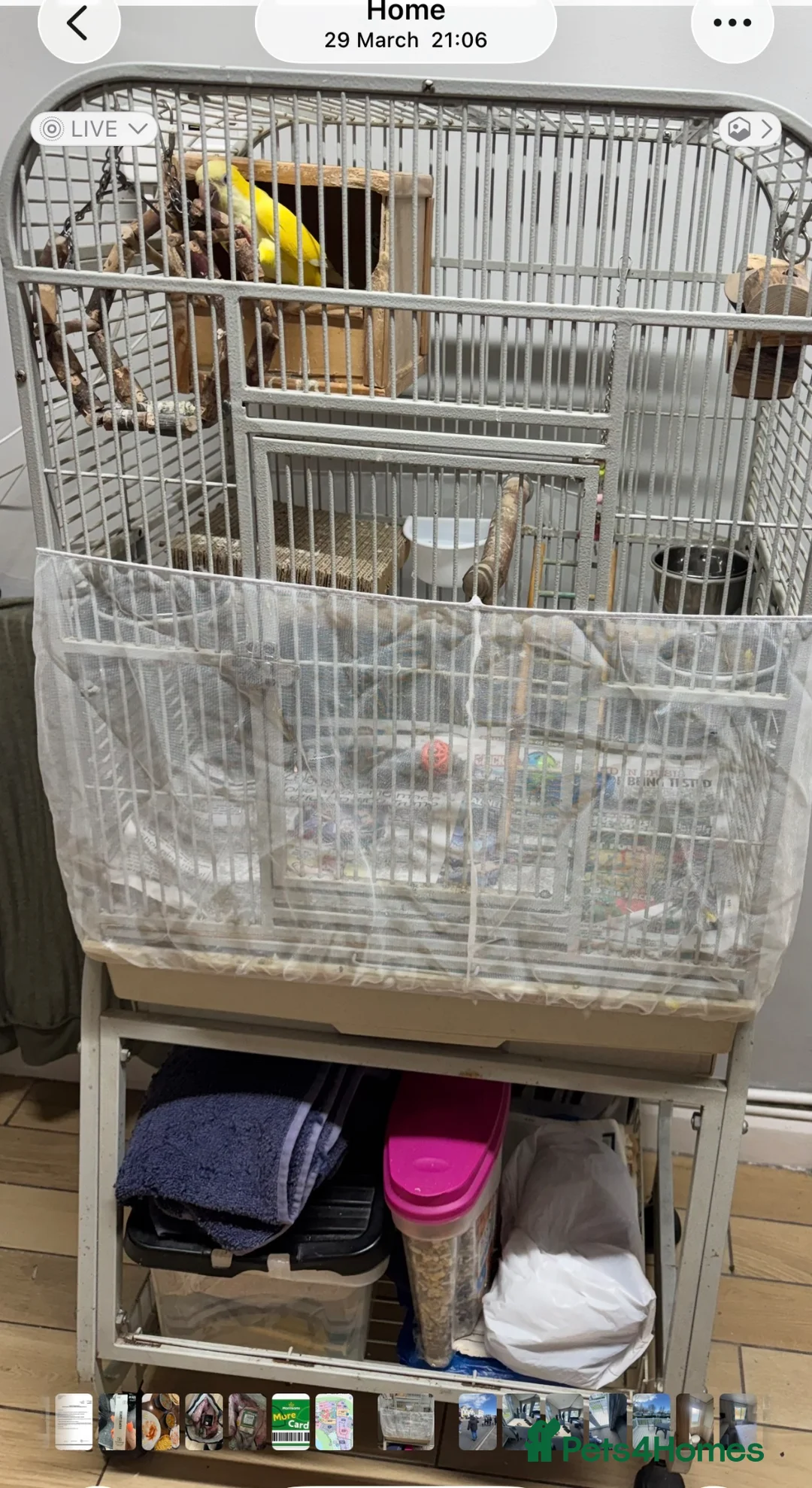 Parrots birds for sale: Yellow Qauker parrot  - Advert 4