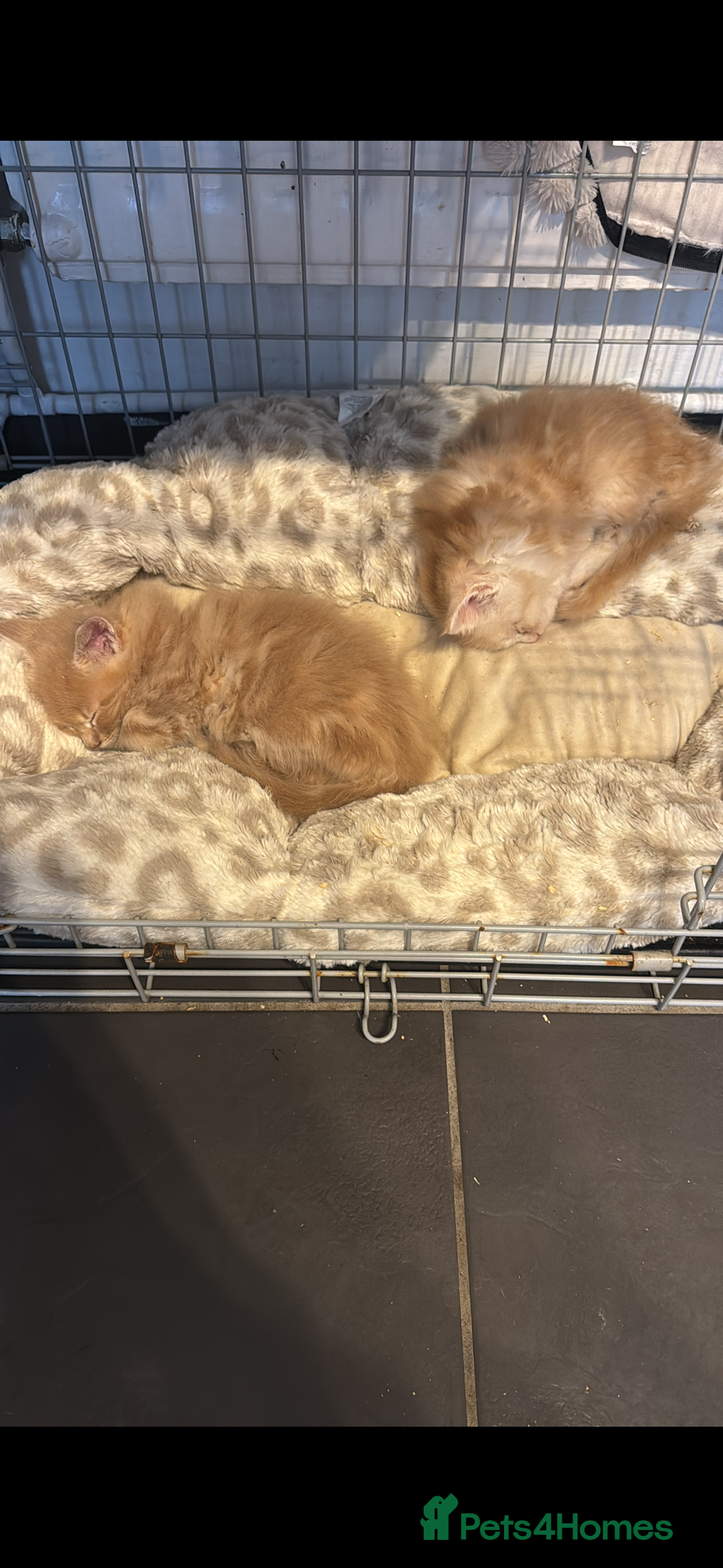 Maine Coon cats for sale: Maincoone kittens  - Advert 8