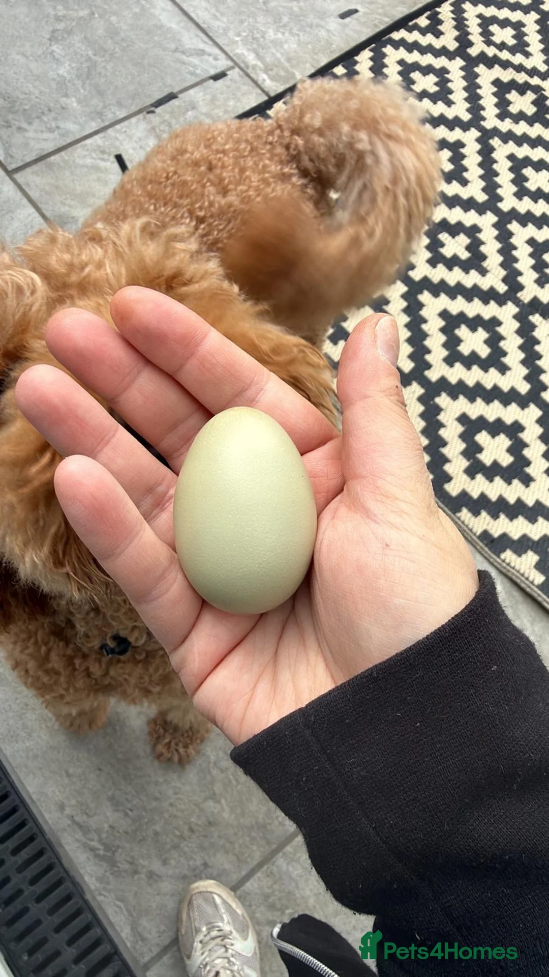 Chickens poultry for sale: Araucana laying hen  - Advert 2