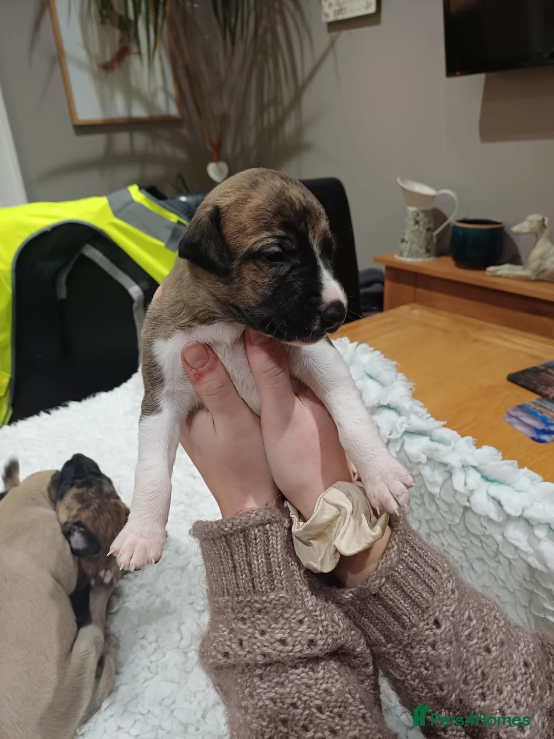 Whippet dogs for stud: Blue Fawn Proven Stud  - Advert 10