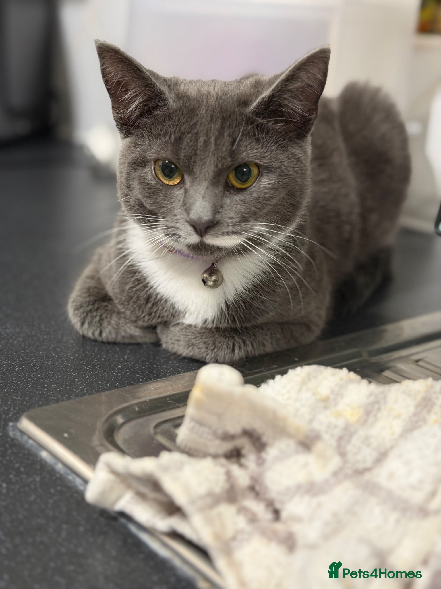 Mixed Breed cats Russian blue x british short hair kittens for sale - Advert 1
