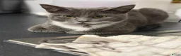 Mixed Breed cats for sale: Russian blue x british short hair kittens for sale - Advert 1