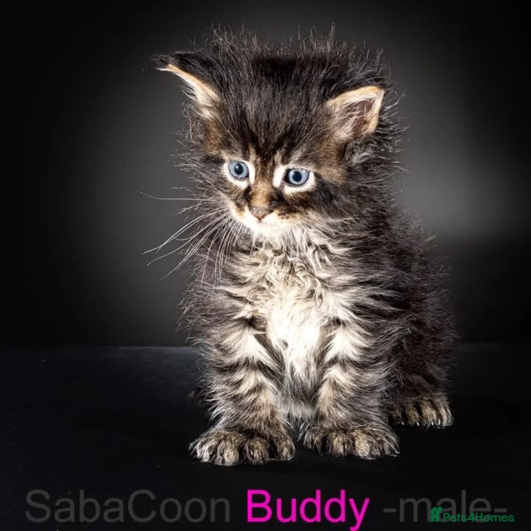 Maine Coon cats for sale: Polydactyl Maine Coon kittens are available  - Advert 13