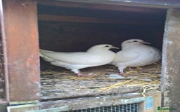 Doves birds for sale: Pure and Best Quality White Doves. READY NOW - Image 5