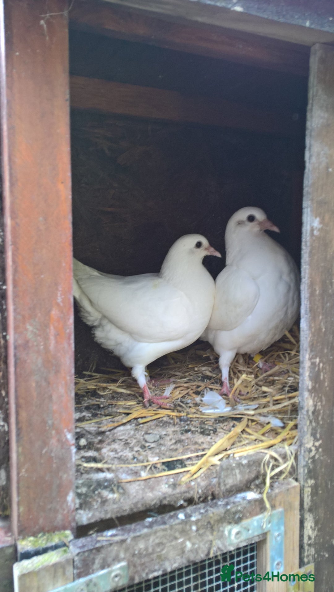 Doves birds for sale: Pure and Best Quality White Doves. READY NOW - Image 5