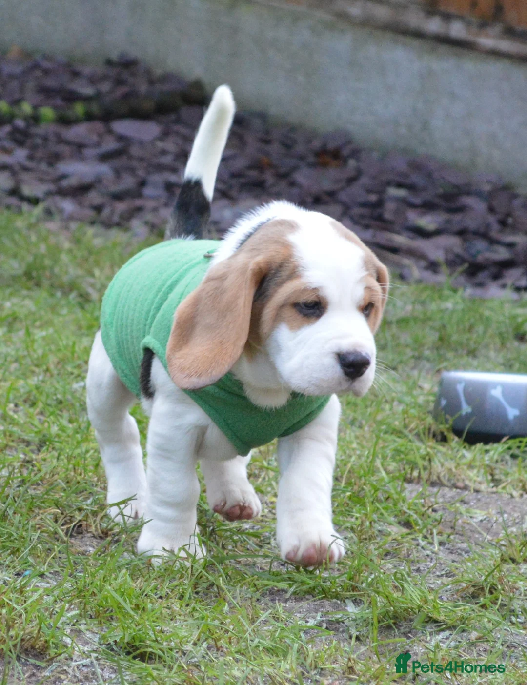 Beagle dogs for sale: CH Sired, Fully Health Tested, KC Reg, Beagle Pups - Advert 12