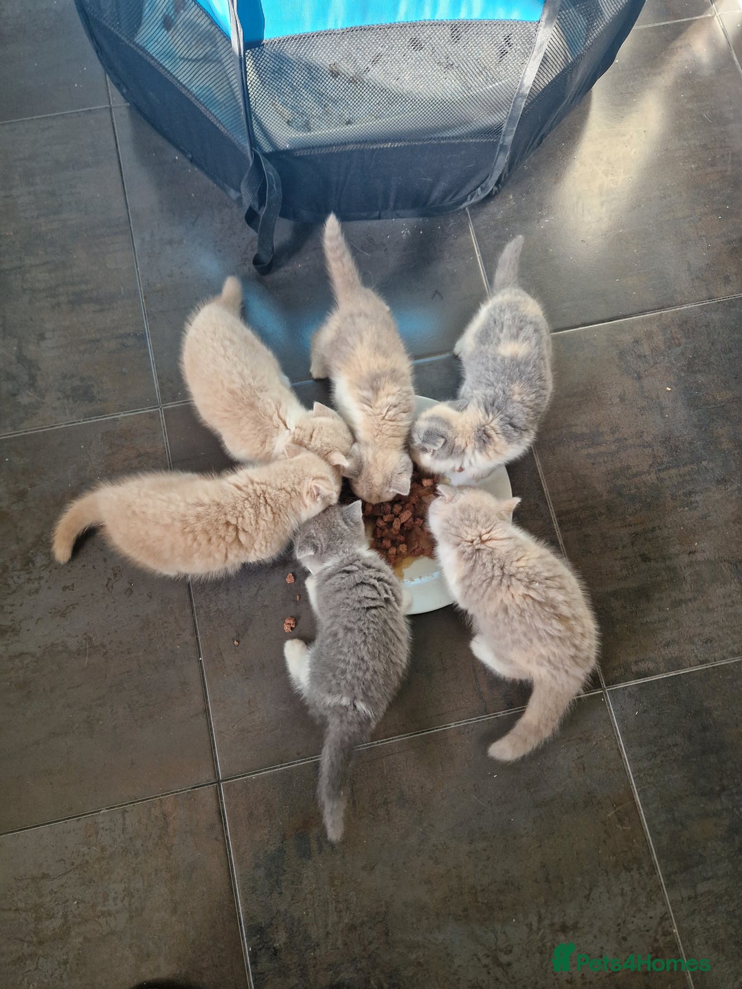 British Shorthair cats for sale: BEAUTIFUL BRITISH SHORTHAIR GCCF registered kitten - Image 14