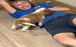 Welsh Springer Spaniel dogs for sale: Kc reg Welsh springer spaniel male puppies - Image 38