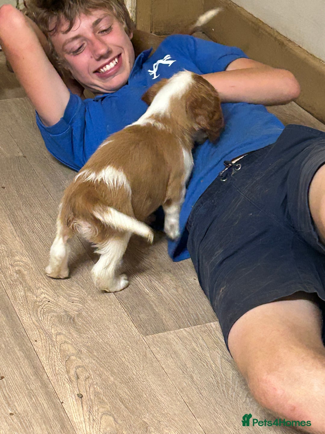 Welsh Springer Spaniel dogs for sale: Kc reg Welsh springer spaniel male puppies - Image 38