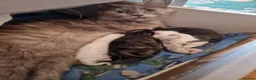 Mixed Breed cats for sale: pawsnpurrscattery Maine coon/russian nebelung in Middlesbrough - Advert 10