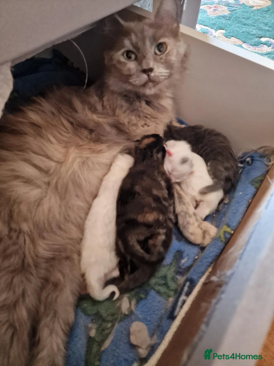 Mixed Breed cats for sale: pawsnpurrscattery Maine coon/russian nebelung in Middlesbrough - Advert 10