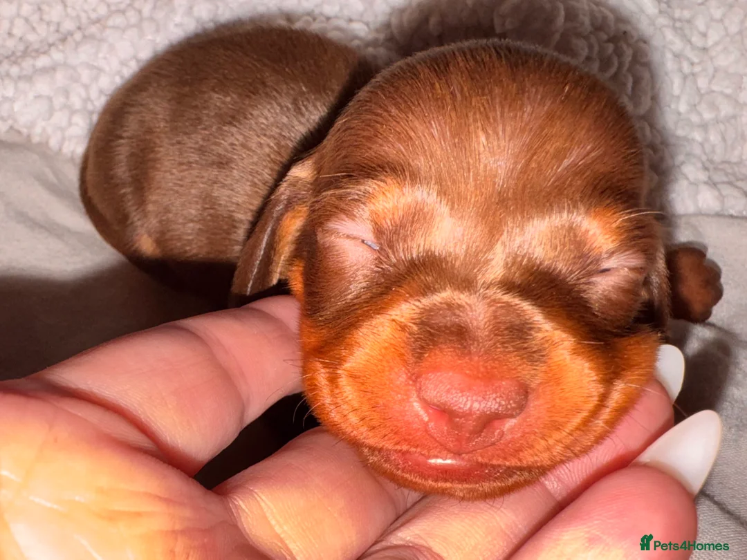 Miniature Dachshund dogs for sale: Because dachshund babies - Advert 8