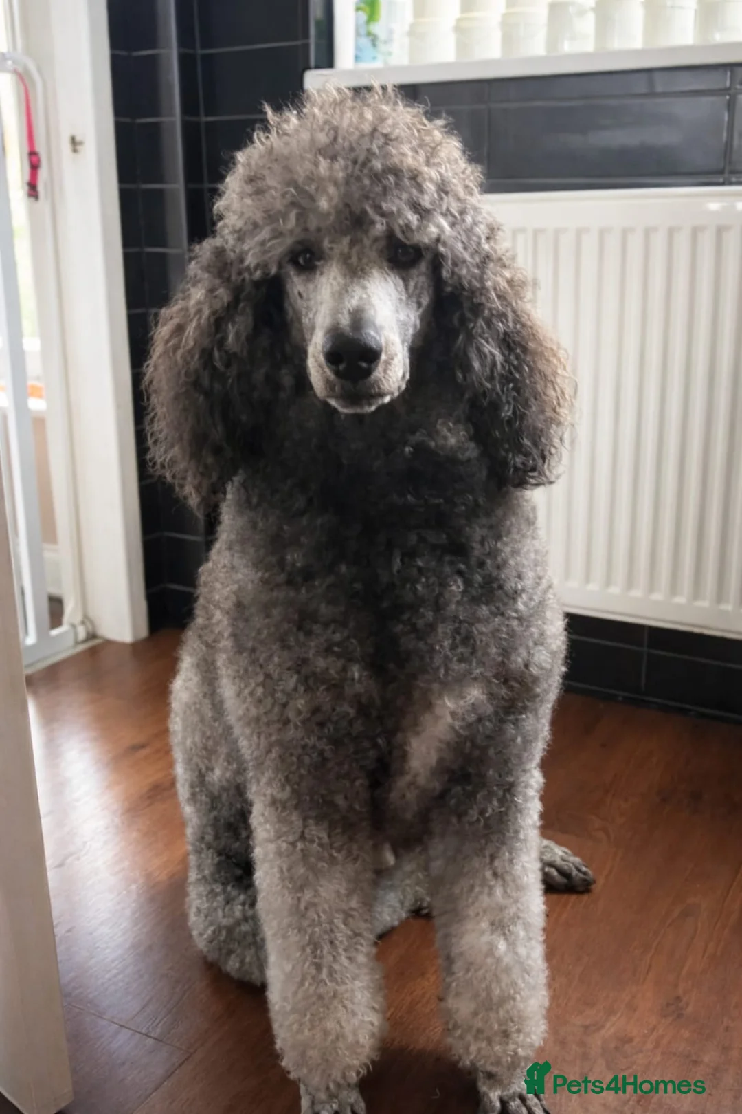 Standard Poodle dogs for sale: Silver & blue KC registered Standard Poodle Boys - Advert 19