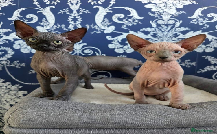 Sphynx cats - Advert 2