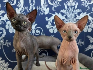 Sphynx cats - Advert 14
