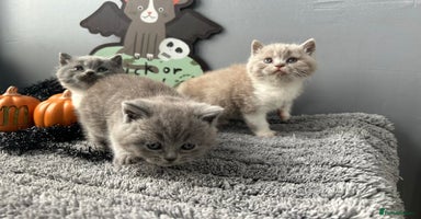 British Shorthair cats - Advert 13