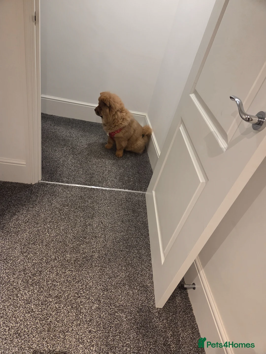 Chow Chow dogs for sale: Chow chow  in Wakefield - Advert 3