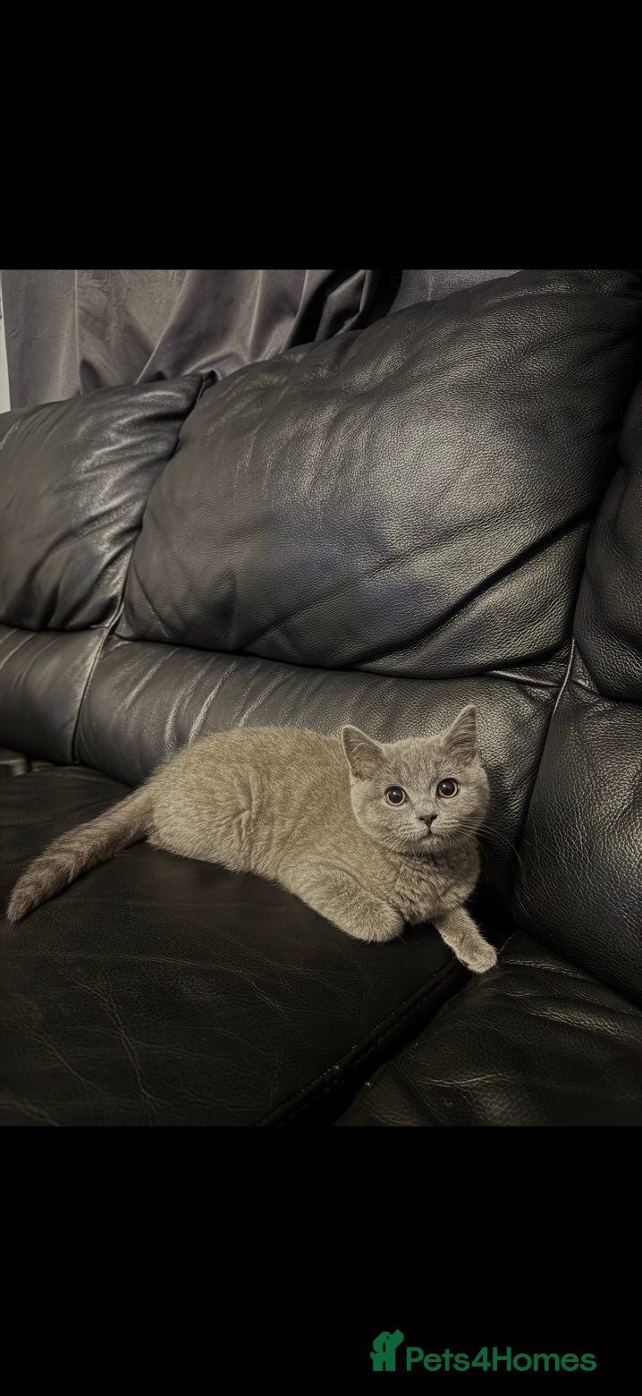 British Shorthair cats 4 British shorthair kittens with 1/4 mix of tabby - Advert 3