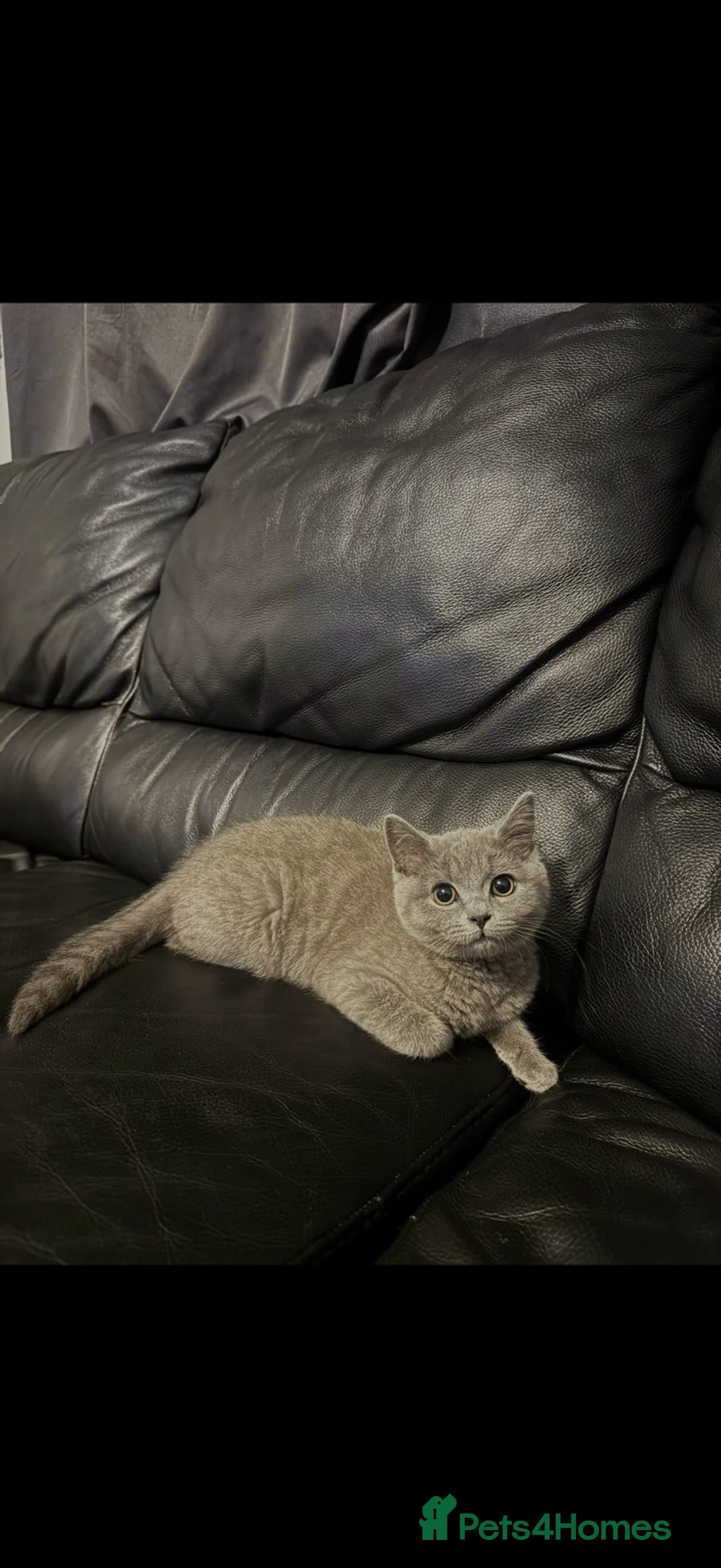 British Shorthair cats for sale: 4 British shorthair kittens with 1/4 mix of tabby - Advert 1