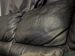 British Shorthair cats 4 British shorthair kittens with 1/4 mix of tabby - Advert 3