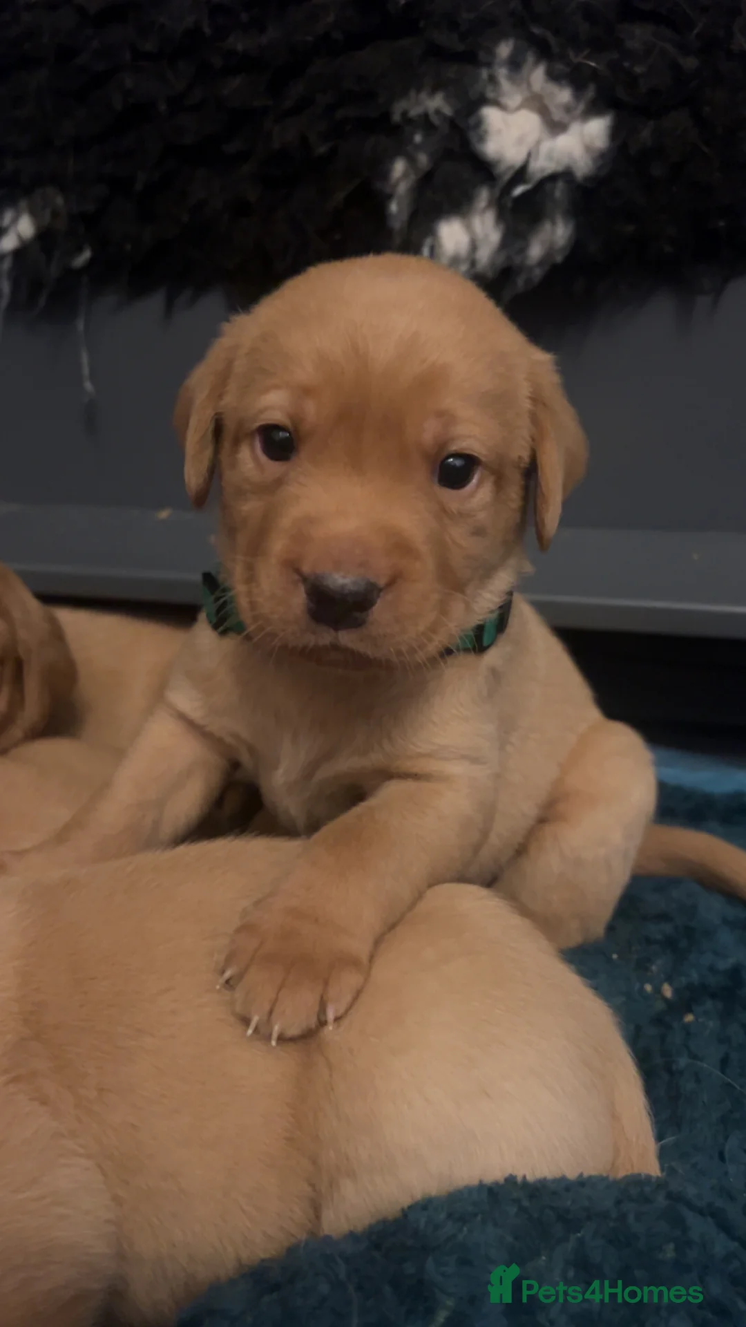 Labrador Retriever dogs for sale: Fox red lab pups for sale  - Advert 3