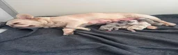 French Bulldog dogs for sale: 7 beautiful French bulldog puppies  - Advert 22