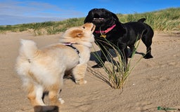 Mixed Breed dogs for sale: For sale - Image 4
