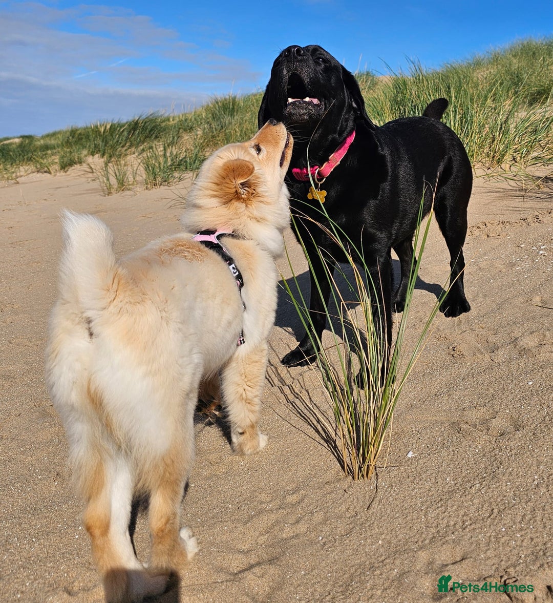 Mixed Breed dogs for sale: For sale - Image 4