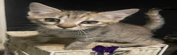 Mixed Breed cats for sale: Cretan wildcat/domestic shorthair  - Advert 9