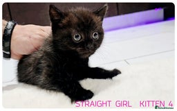 Scottish Fold cats for sale: SCOTTISH FOLD KITTENS (DELIVERY  AVAILABLE) - Image 16