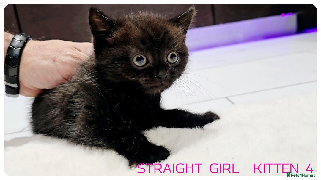 Scottish Fold cats for sale: SCOTTISH FOLD KITTENS (DELIVERY  AVAILABLE) - Image 16