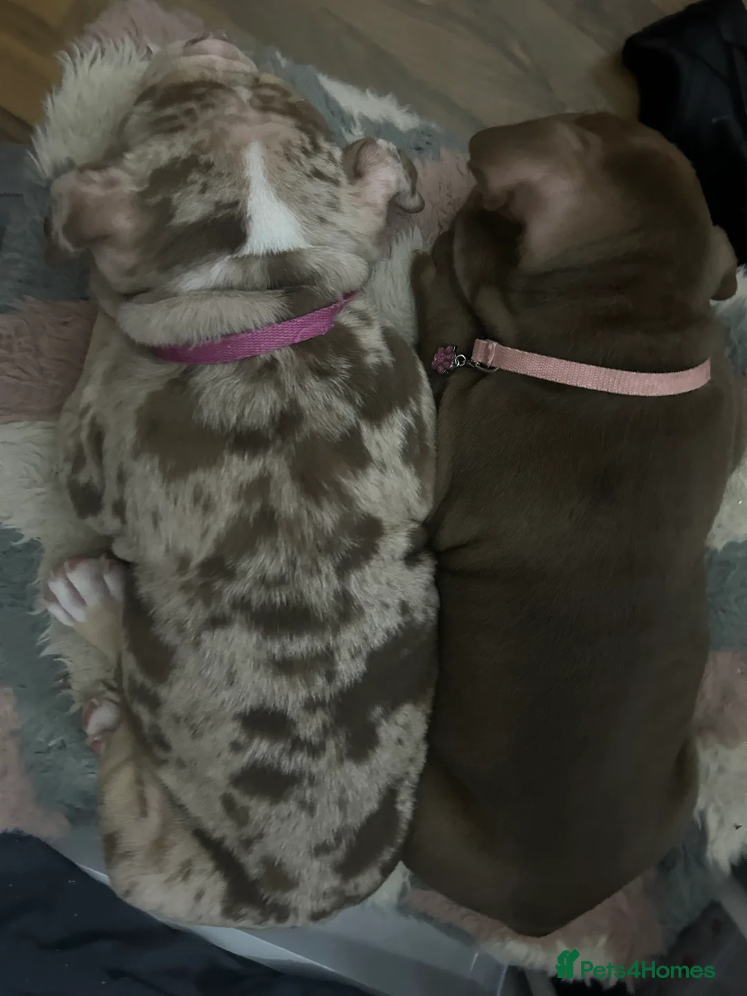 Mixed Breed dogs for sale: 4 girl pocket bully’s ready to go  - Advert 28