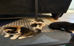 British Shorthair cats for sale: 7 kittens short hair - Image 6