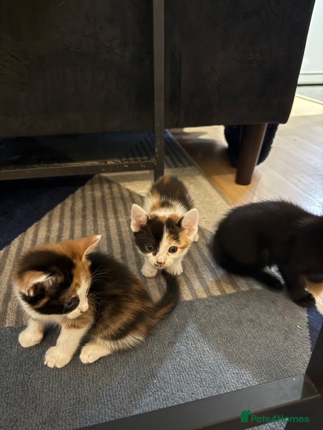 British Shorthair cats for sale: 7 kittens short hair - Image 6