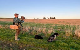 German Wirehaired Pointer dogs for sale: PUPS DUE 25th September  - Image 4