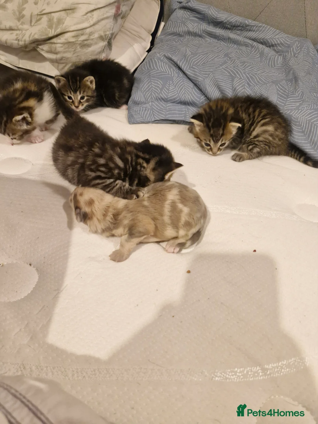 Mixed Breed cats for sale: 🐾 Gorgeous Bengal Cross Kittens Looking for Homes - Advert 21